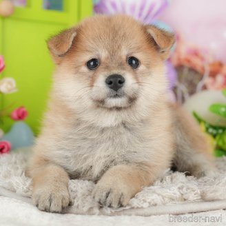 販売中の千葉県のミックス犬-392818