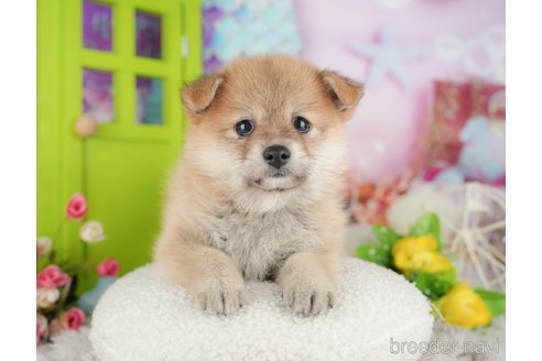 販売中の千葉県のミックス犬-392818の10枚目