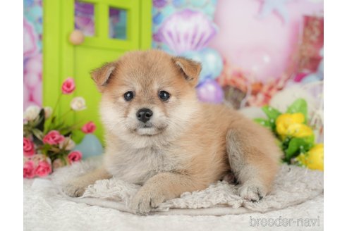 販売中の千葉県のミックス犬-392818の9枚目