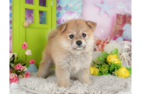 販売中の千葉県のミックス犬-392818の8枚目