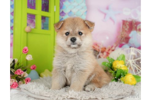 販売中の千葉県のミックス犬-392818の5枚目