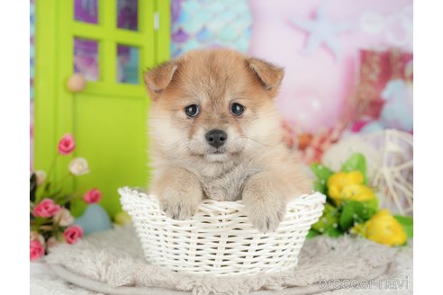 販売中の千葉県のミックス犬-392818の6枚目