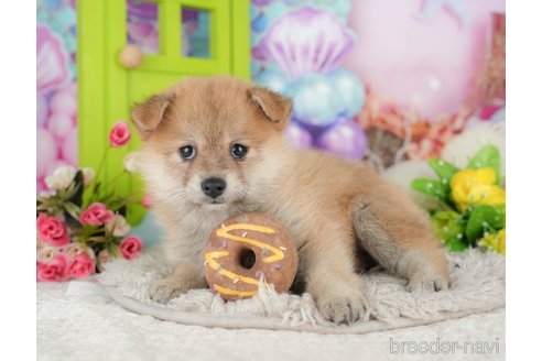 販売中の千葉県のミックス犬-392818の4枚目