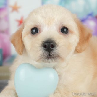 販売中の千葉県のミックス犬-392833