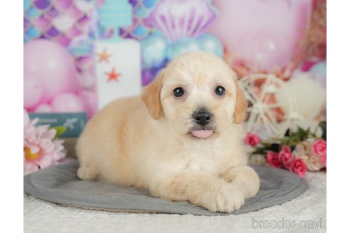 販売中の千葉県のミックス犬-392833の10枚目