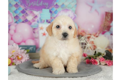 販売中の千葉県のミックス犬-392833の9枚目