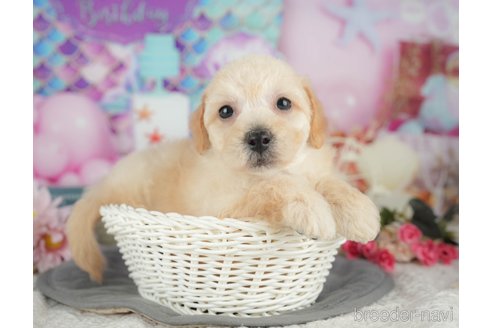 販売中の千葉県のミックス犬-392833の8枚目
