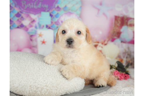 販売中の千葉県のミックス犬-392833の7枚目