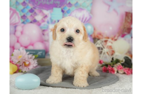 販売中の千葉県のミックス犬-392833の6枚目