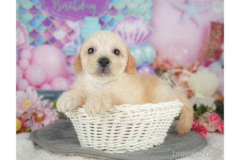 販売中の千葉県のミックス犬-392833の5枚目