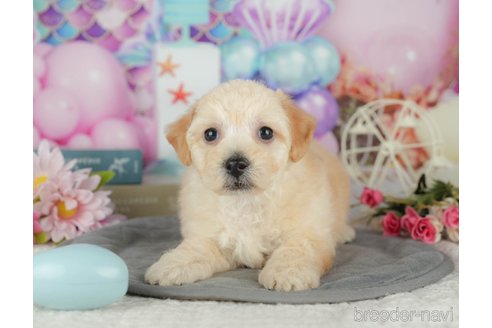 販売中の千葉県のミックス犬-392833の4枚目