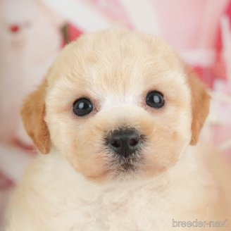 販売中の千葉県のミックス犬-392830