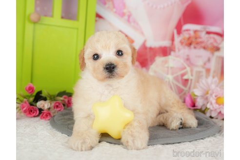 販売中の千葉県のミックス犬-392830の10枚目