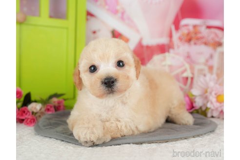 販売中の千葉県のミックス犬-392830の9枚目