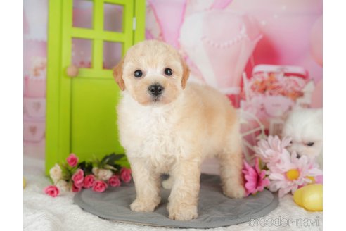 販売中の千葉県のミックス犬-392830の8枚目