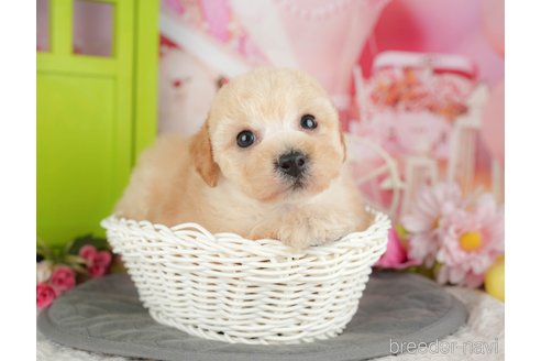 販売中の千葉県のミックス犬-392830の7枚目