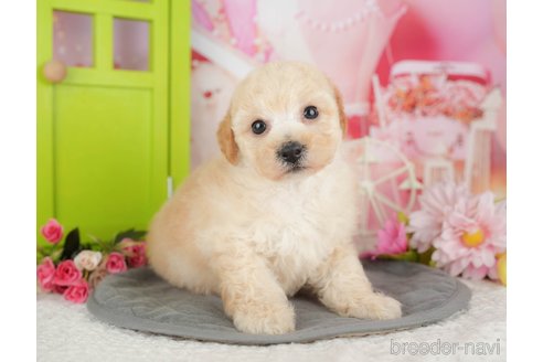 販売中の千葉県のミックス犬-392830の6枚目