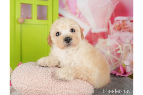 販売中の千葉県のミックス犬-392830の5枚目