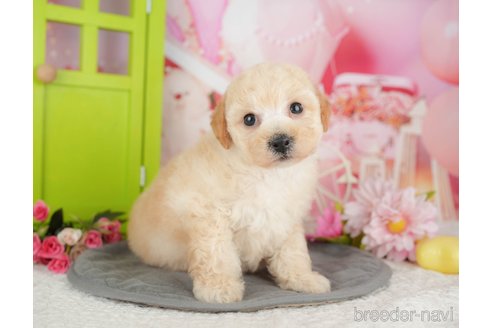 販売中の千葉県のミックス犬-392830の4枚目