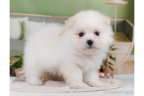 販売中の神奈川県のポメマル:ポメラニアン×マルチーズ-392679の12枚目
