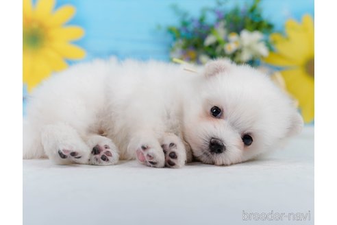 販売中の神奈川県のポメマル:ポメラニアン×マルチーズ-392675の8枚目