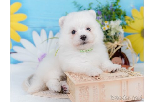 販売中の神奈川県のポメマル:ポメラニアン×マルチーズ-392675の6枚目
