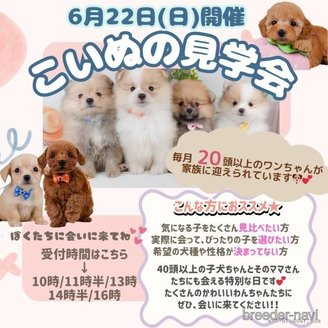 販売中の神奈川県のタイニープードル-392644の5枚目