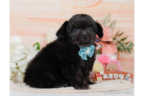 販売中の神奈川県のチワプー:チワワ×トイプードル-392640の11枚目