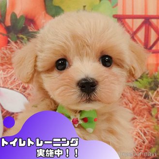 販売中の静岡県のマルプー:マルチーズ×トイプードル-392448