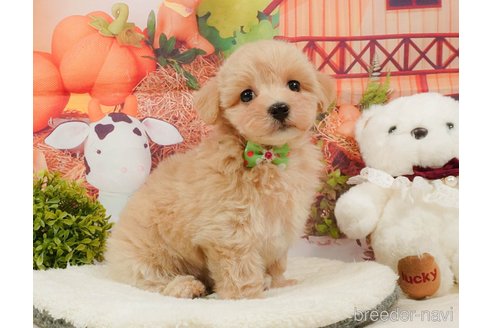 販売中の静岡県のマルプー:マルチーズ×トイプードル-392448の10枚目
