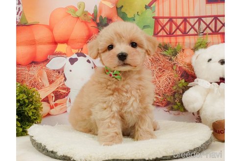 販売中の静岡県のマルプー:マルチーズ×トイプードル-392448の12枚目