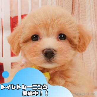 販売中の静岡県のマルプー:マルチーズ×トイプードル-392450
