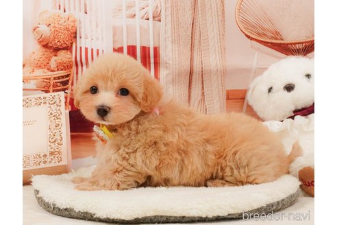 販売中の静岡県のマルプー:マルチーズ×トイプードル-392450の7枚目