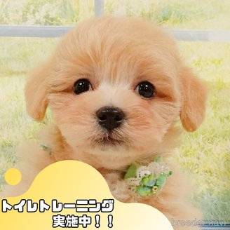 販売中の静岡県のマルプー:マルチーズ×トイプードル-392453の1枚目