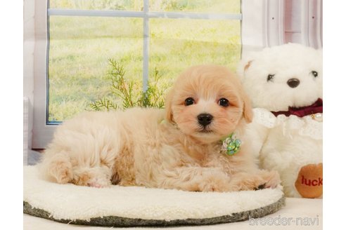 販売中の静岡県のマルプー:マルチーズ×トイプードル-392453の12枚目