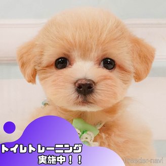 販売中の静岡県のマルプー:マルチーズ×トイプードル-392455