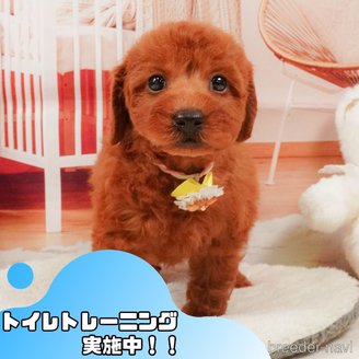 販売中の静岡県のトイプードル-392457