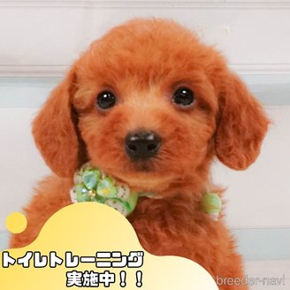 販売中の静岡県のトイプードル-392458