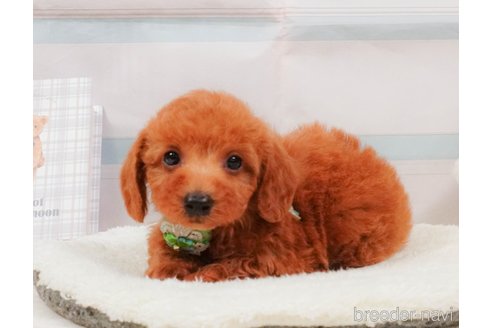 販売中の静岡県のトイプードル-392458の13枚目