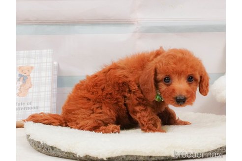 販売中の静岡県のトイプードル-392458の9枚目