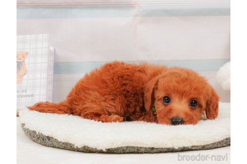 販売中の静岡県のトイプードル-392458の10枚目