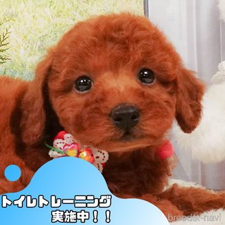 販売中の静岡県のトイプードル-392459