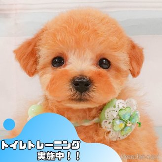 販売中の静岡県のタイニープードル-392461