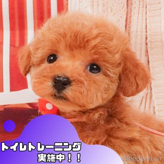 成約済の静岡県のタイニープードル-392463の1枚目