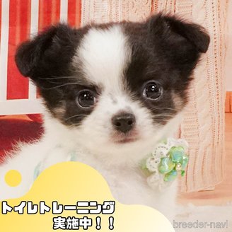 販売中の静岡県のチワワ(ロングコート)-392469の1枚目