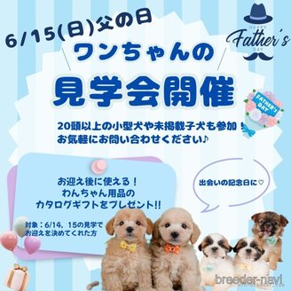販売中の静岡県のチワワ(ロングコート)-392469の6枚目