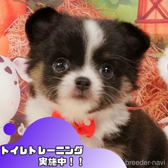 販売中の静岡県のチワワ(ロングコート)-392470