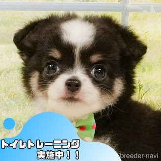 販売中の静岡県のチワワ(ロングコート)-392472