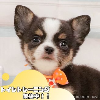 販売中の静岡県のチワワ(ロングコート)-392475