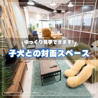 成約済の埼玉県のポメラニアン-392863の16枚目